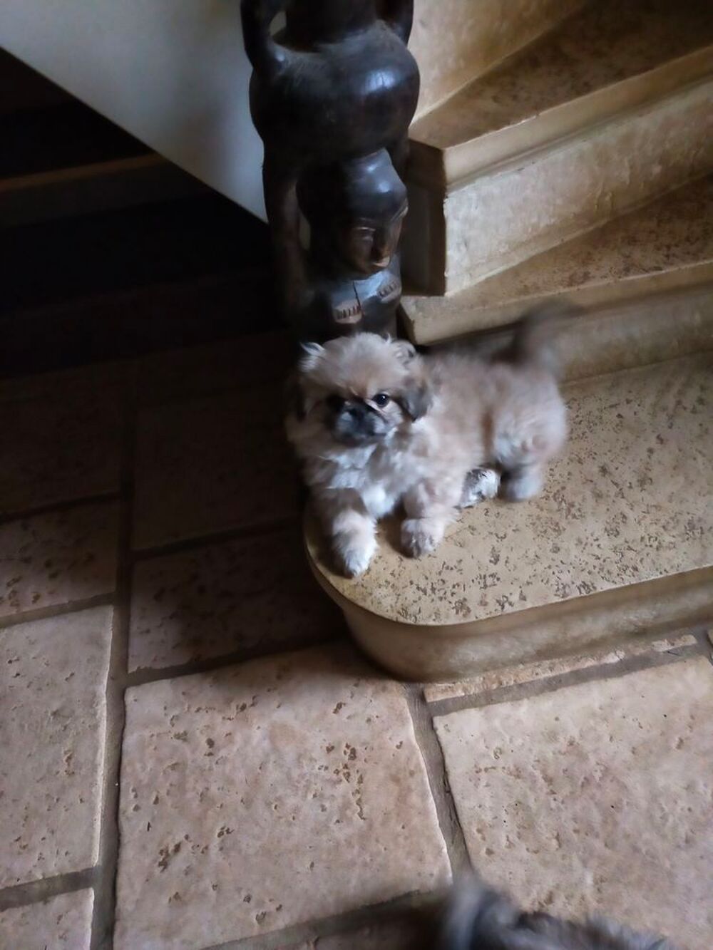   Chiot pékinois 