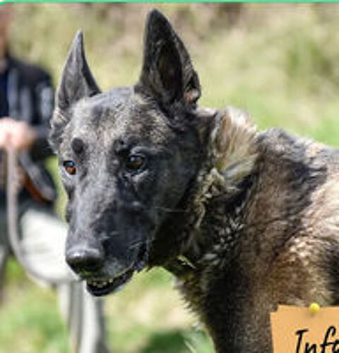   Pako  