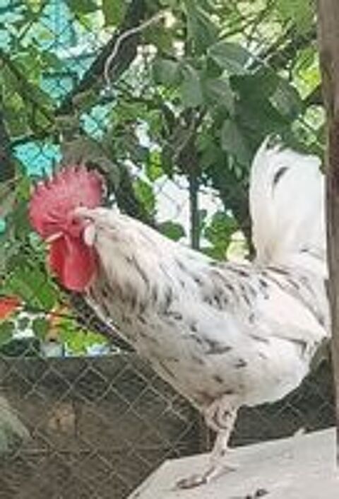   2 coqs disponible secteur 39230  