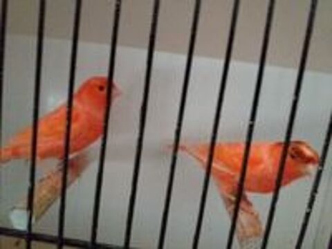   Couple de canaris 