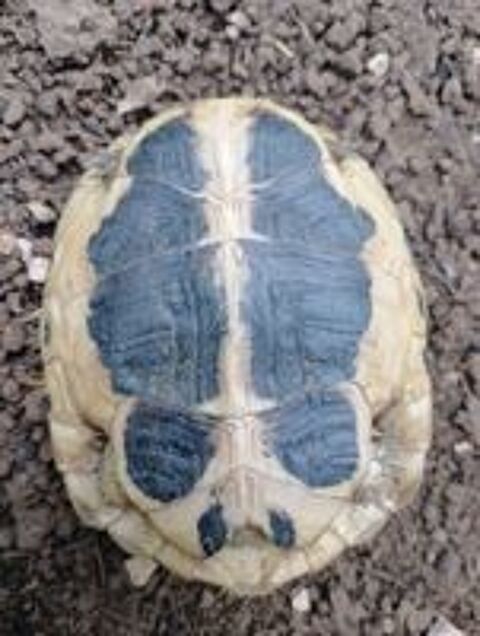   Tortue de terre femelle  