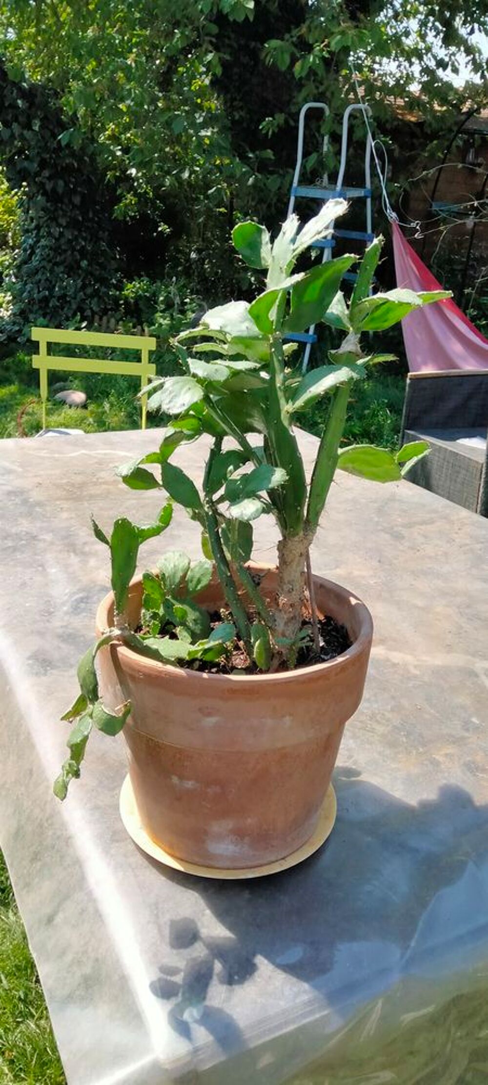 Cactus Jardin