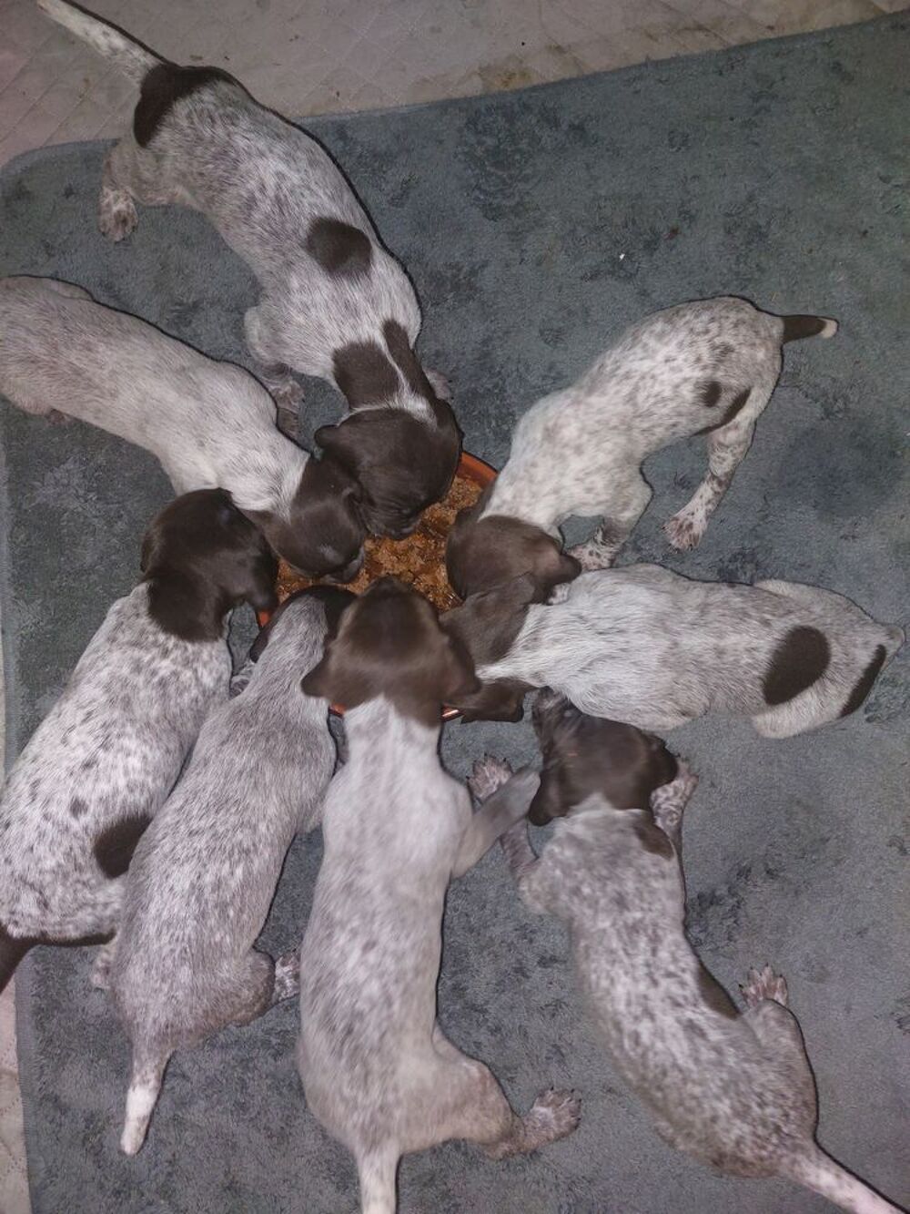   Chiots braque allemand à réserver 