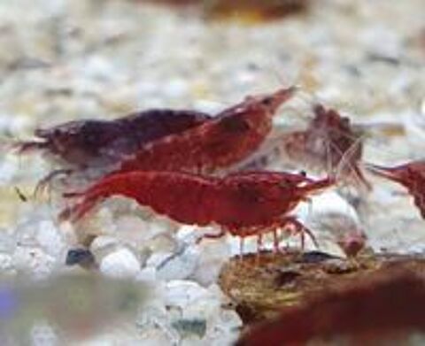   Crevettes coloris variés 