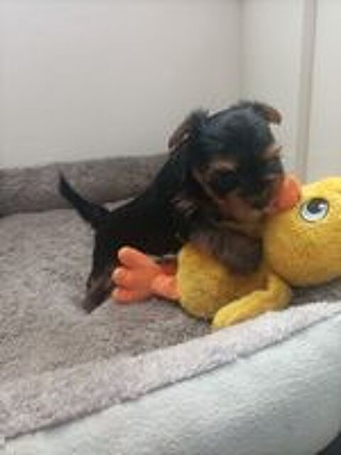   Chiots Yorkshire terrier  