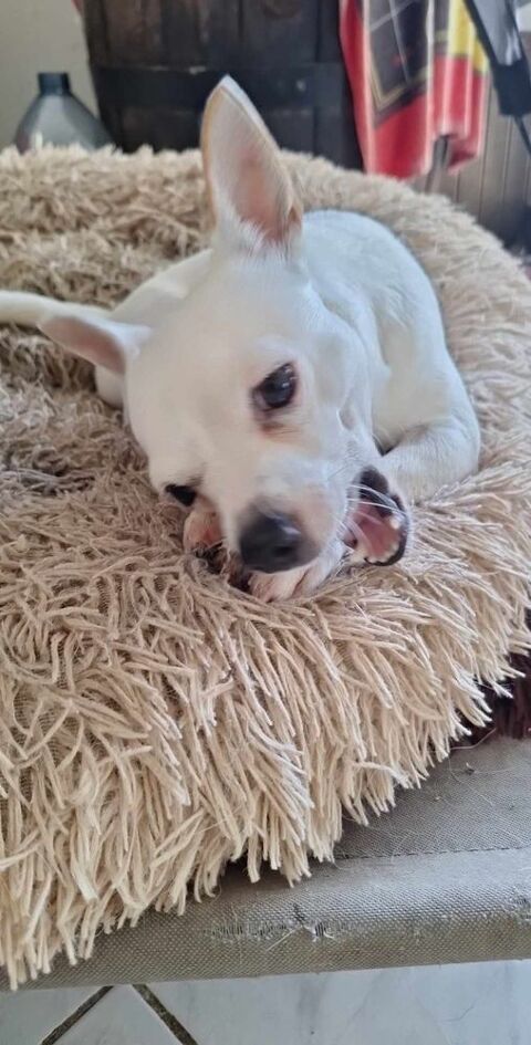 Poupi petite chihuahua c&acirc;line 400 45410 Artenay