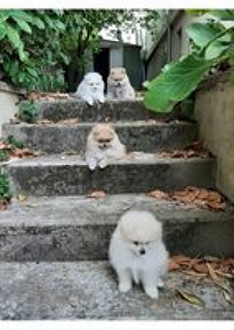   5 chiots élevés à la maison en famille 