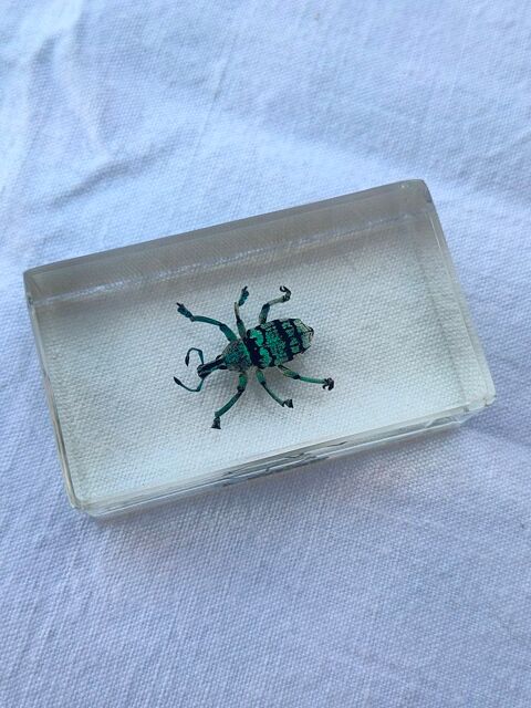 Charanon bleu 5 Avermes (03)