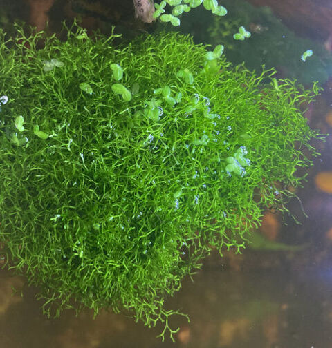 Riccie des flots avec frais de port 5 34000 Montpellier