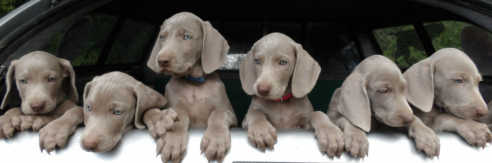   Superbes chiots mâles braque de WeimarA 