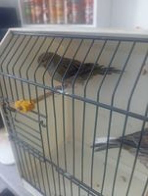   male cannari gloster de 2024 bon chanteur 