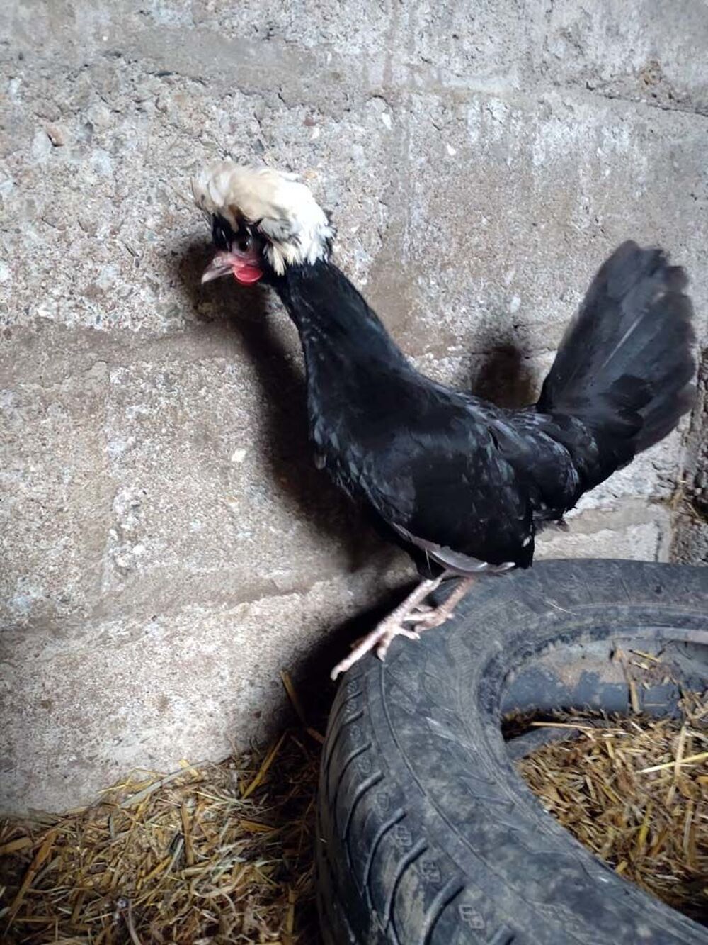   WAAL, magnifique coq Hollandais à adopter via l'association UMA  