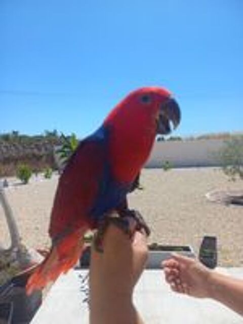   Eclectus femelle eam 