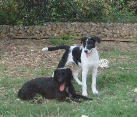 Max est &agrave; l'adoption 0 34000 Montpellier
