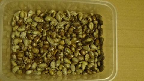 GRAINES DE RICIN 5 Balma (31)
