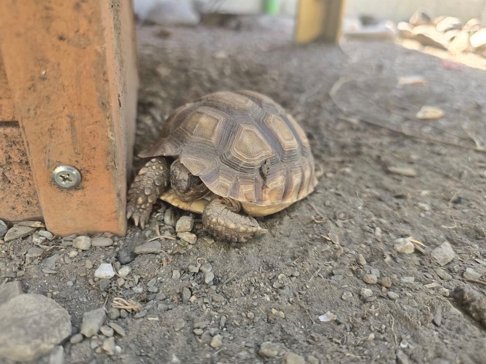   Tortue sulcata juvénile 2 ans 