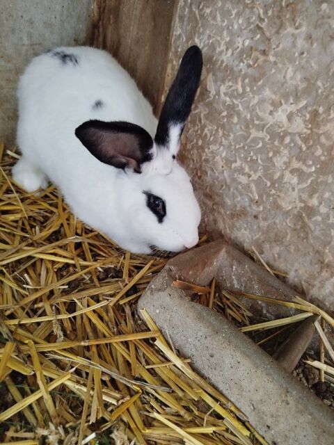 Lapin papillon francais 45 77114 Hermé