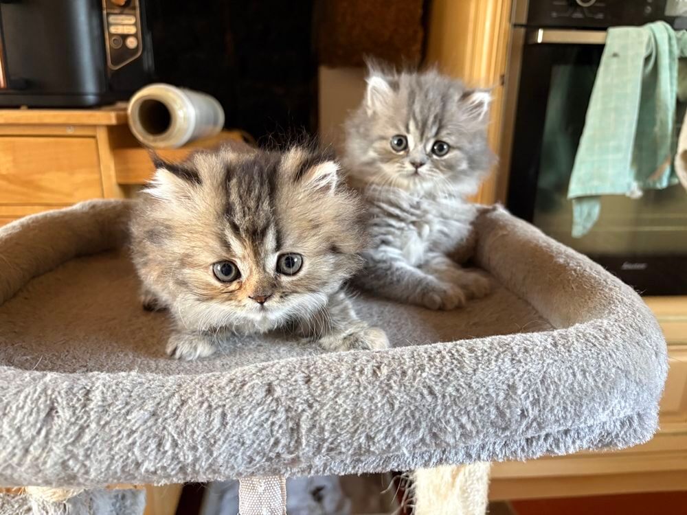   Chatons Persan LOOF  