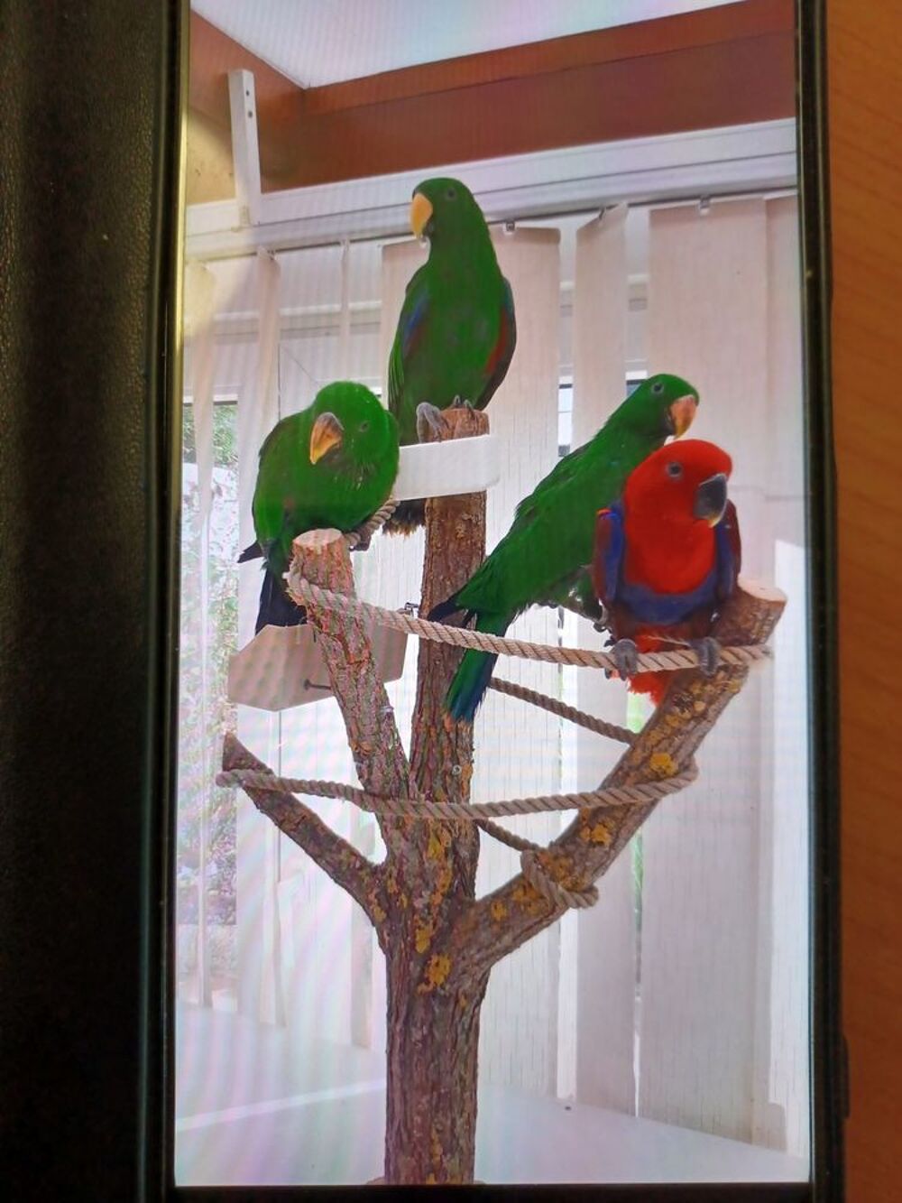   Perroquet eclectus 
