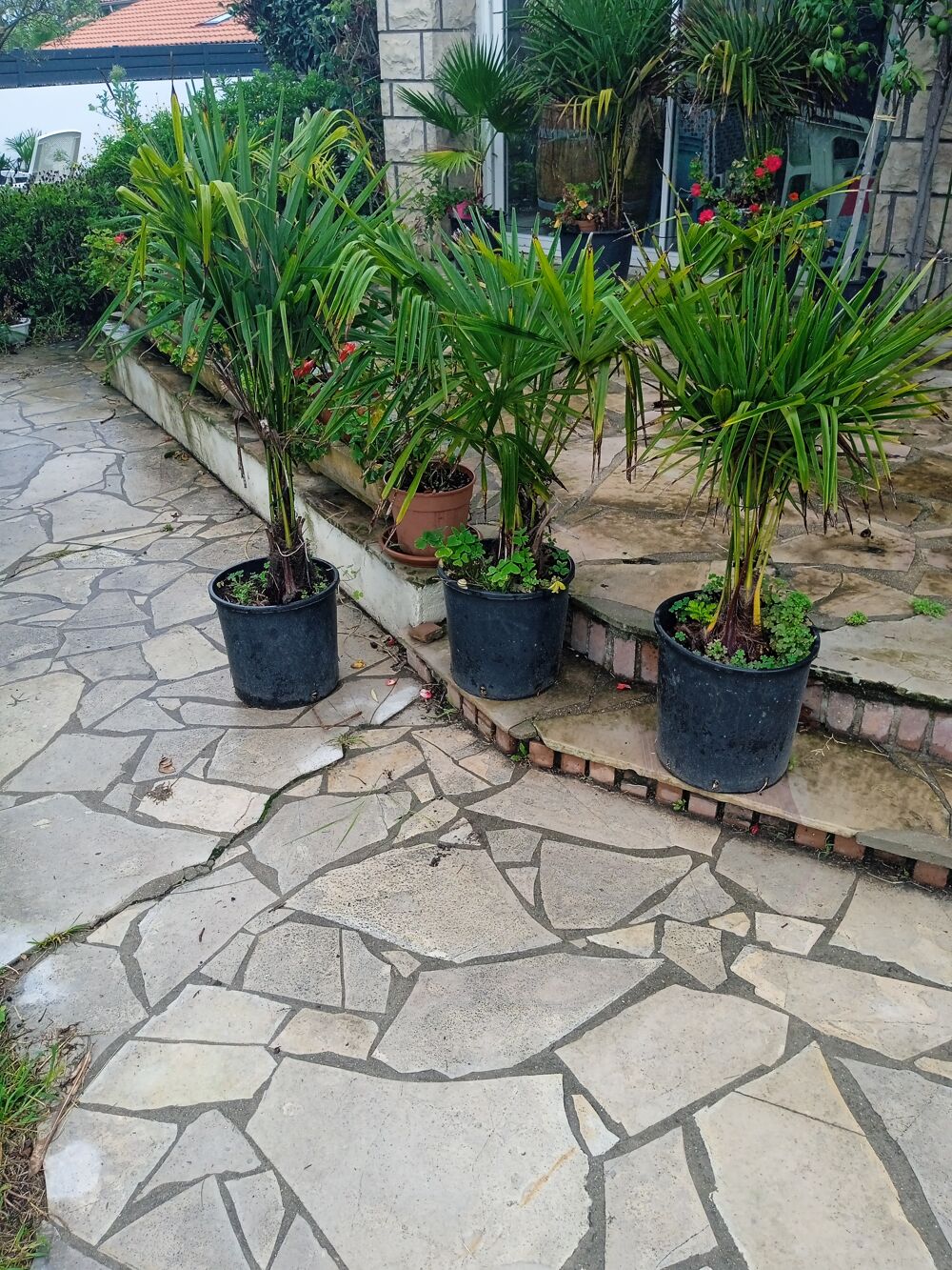 Palmiers Jardin