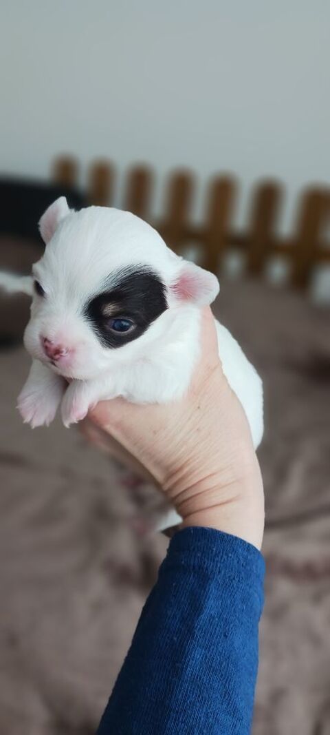 Chiots chihuahuas poils longs non loof  700 11110 Salles-d'aude