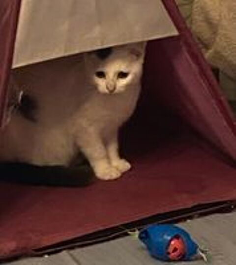   Chaton adorable  