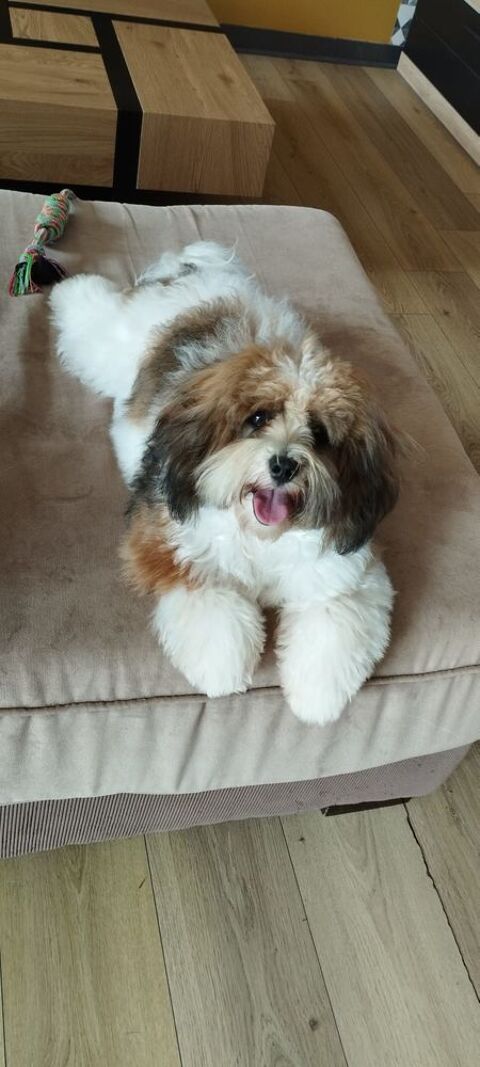 BICHONS HAVANAIS 1290 22220 Trdarzec