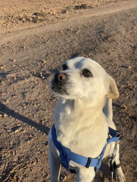 CODY 320 27620 Gasny