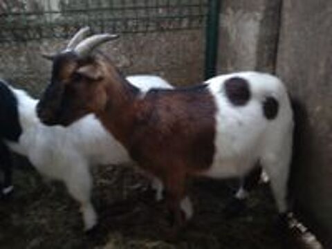   Korn, bouc nain à adopter 