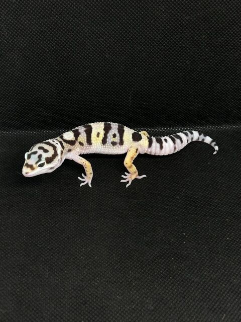 Disponible 6 m&acirc;les gecko l&eacute;opard n&eacute;s en 2025 100 13570 Barbentane