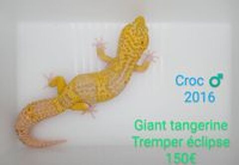   Geckos lopard reproducteurs 