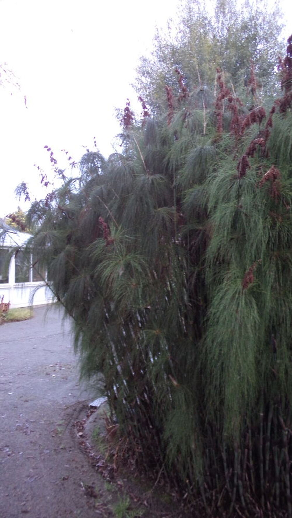 Gramin&eacute;e exotique , non tra&ccedil;ante Jardin