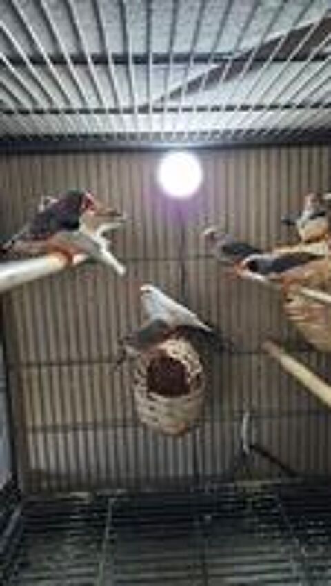   Couple d Oiseaux Mandarin gris ou blanc  