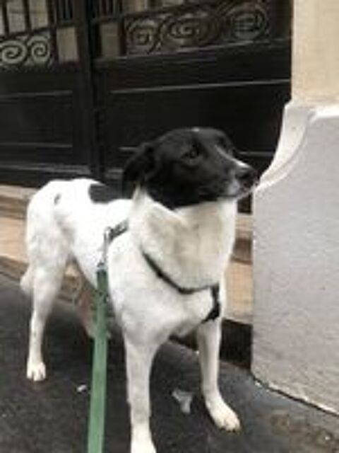   HANNA SE TROUVE EN FAMILLE D'ACCUEIL PARIS 18 RESERVEE 