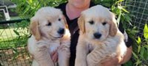   Jolis goldens retriever 