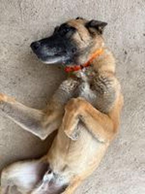   Berger Belge Malinois LOF  