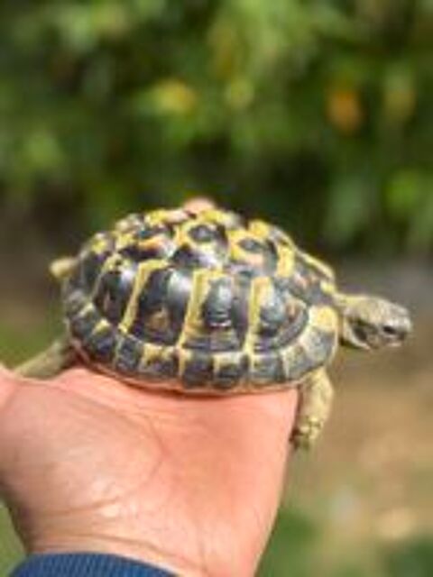   tortue de terre grecque 