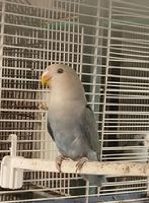   Ins�parables roseicollis  