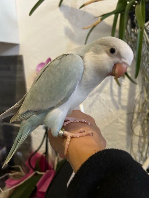 Conure eam 200 65700 Auribat