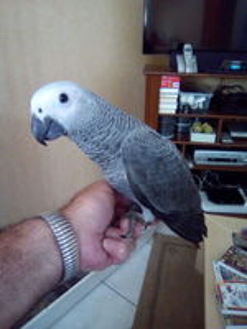   Couple perroquets Gris du Gabon volé chez moi 