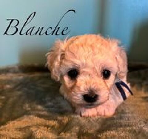   chiots bichons à poils frisés males et femelles 