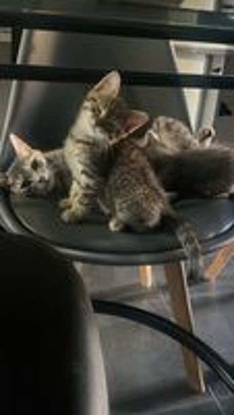   Je donne chaton femelle de 3 mois 