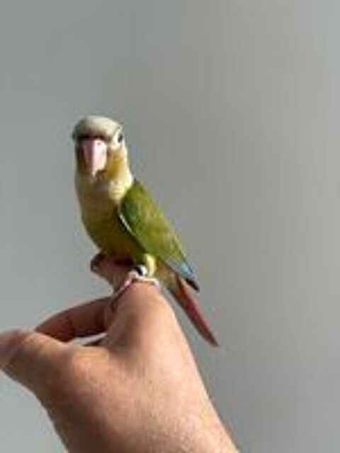   Conure Molinae eam  