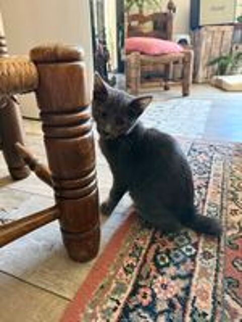   Don chatons  