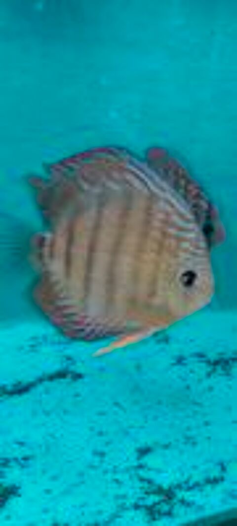    discus  