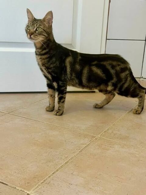 Chat TIGRESSE &agrave; l adoption 200 26130 Saint-restitut