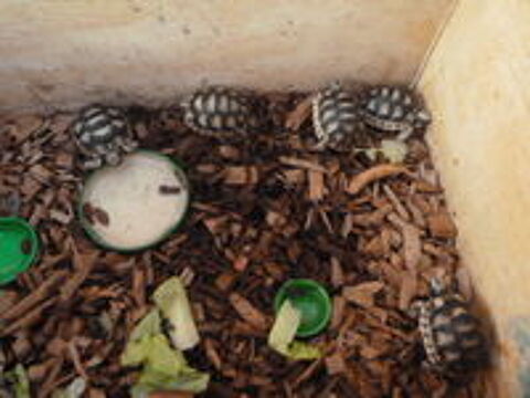   tortue de terre 