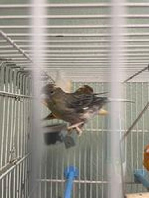   Canari mâle ou femelle  