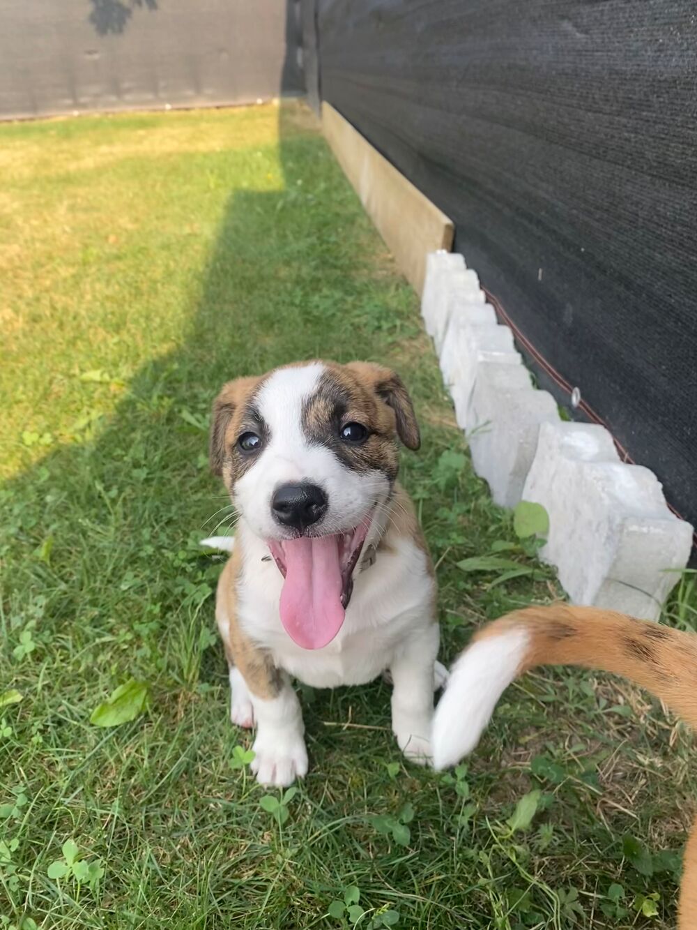 chiot staffy 