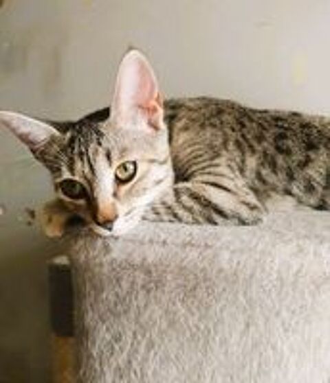   Poppy adorable chatonne 5 mois cherche famille 